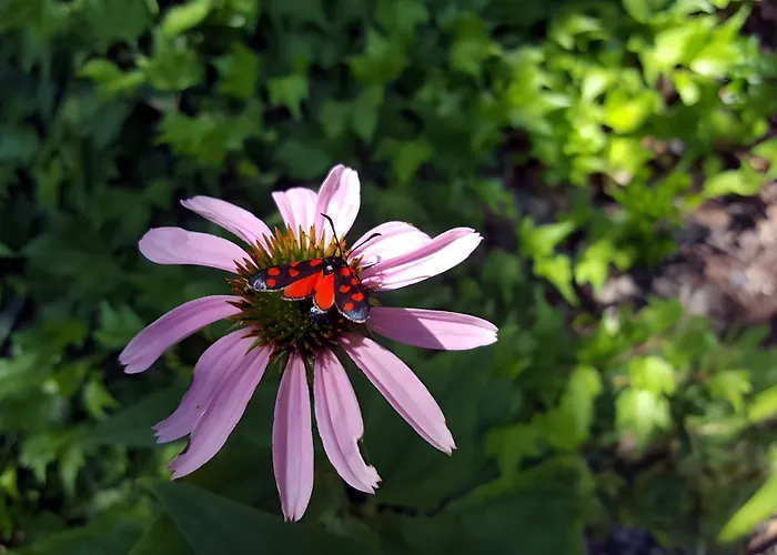 Casa vacanze Roulotte De Cabrières Compeyre